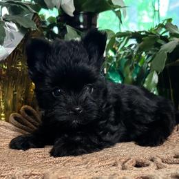Silk - Black and tan female Yorkshire Terrier puppy in Lafayette, Georgia from Berggipfel Yorkies