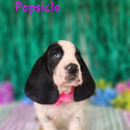 Popsicle - Black and white female Basset Hound puppy in Romance, Arkansas from Twin Creek Acres