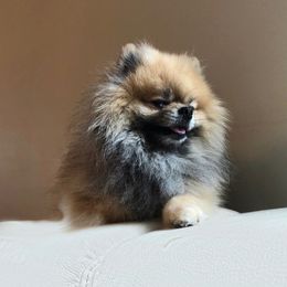 Pomeranians from Amore Pomeranians
