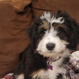 Aussiedoodle and Australian Shepherd Puppies from Junipersdoodles