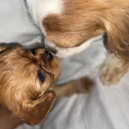 Cavalier King Charles Spaniel Puppies from Amore Cavaliers