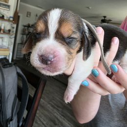 Grey - Black white and brown male Basset Hound puppy in Clyde, Texas from Hazard Hound Kennels