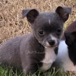 Baloo - Blue and white male Chihuahua puppy in Albuquerque, New Mexico from JVJ Chihuahua
