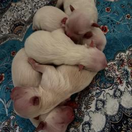 Pomeranian puppies from Textilepoms