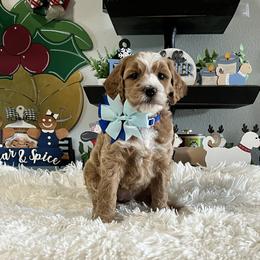 Blue Collar Female - Red  female Goldendoodle puppy in Bradenton, Florida from Suncoast Goldendoodles