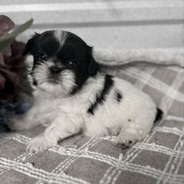 AKC Willow - Black and white female Shih Tzu puppy in Elgin, South Carolina from Silver Bells Paw Prints