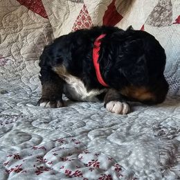 Bernedoodle Puppies from Joyful Pastures Homestead