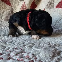 Bernedoodle Puppies from Joyful Pastures Homestead
