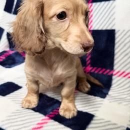 Hank - Cream male Dachshund puppy in Lake City, Florida from KNG FARMS