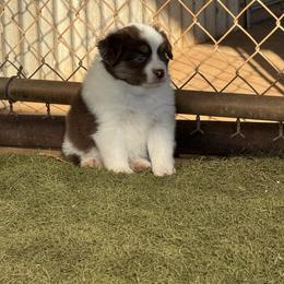 Girl 4 - Red tri-color female Miniature American Shepherd puppy in Cache, Oklahoma from Southern Charm Mini Aussies