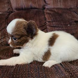 Chihuahua Puppies from B&D Chihuahuas
