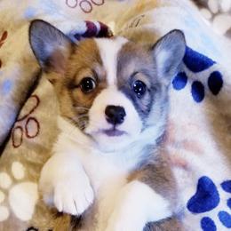 American Corgi and Pembroke Welsh Corgi Puppies from Whimsical Treasure Corgis
