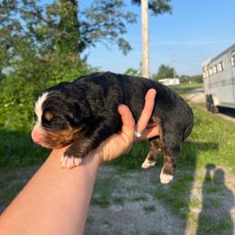 Pink - Black rust and white female Bernese Mountain Dog puppy in North Grove, Indiana from J&F Country Canines