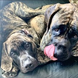 Mastiff Puppies from Eagle Pond Mastiffs