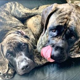 Mastiff Puppies from Eagle Pond Mastiffs
