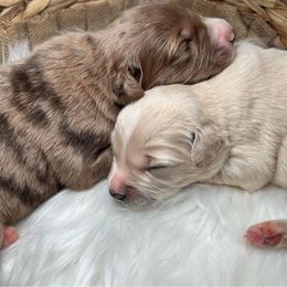 Aussiedoodle Puppies from Royal Paw Aussiedoodles