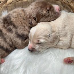 Aussiedoodle Puppies from Royal Paw Aussiedoodles