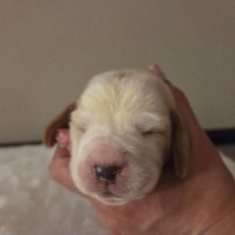 Girl One 2700 - Red and white female Basset Hound puppy in Denison, Texas from Emma Lou's Baby Bassets