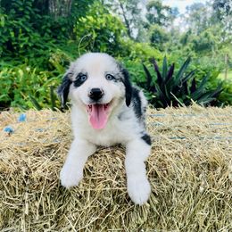 Rowan - Blue merle male Australian Shepherd puppy in Ocala, Florida from Udder Chaos Ranch