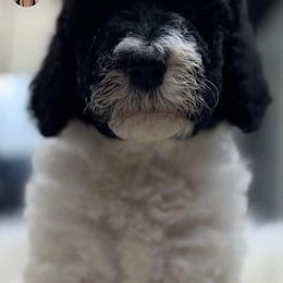 Goldendoodle and Poodle Puppies from Elizabeth Rocha's Doodles