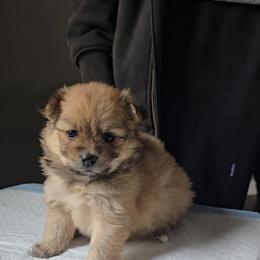 Pomeranian Puppies from Itty bitty friends