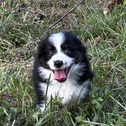Oreo - Black & white male Toy Australian Shepherd puppy in Ocala, Florida from Crazy Aussie Chaos