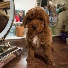 Blue collar boy - Red  male Poodle puppy in Henefer, Utah from Mountain Valley Poodles