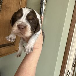 Aster - Liver white and tan male English Springer Spaniel puppy in Williston, Florida from Parks Paradise Springers