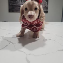 Dachshund Puppies from Pretty Little Dachshunds
