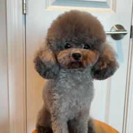 Ting Ting - Silver female Poodle puppy in Hilo, Hawaii from Premium Teacup Puppy of Hawaii