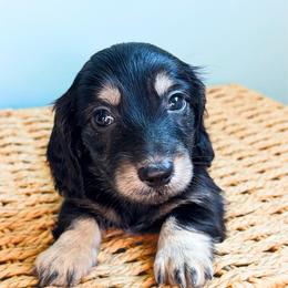 Poppy - Black and cream female Dachshund puppy in Sylvania, Alabama from Yancey’s Doxies