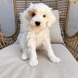 Acorn - Parti male Goldendoodle puppy in Gilbert, Arizona from Doodle Bliss