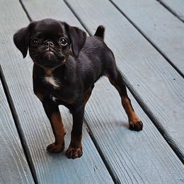 Smooth coat boy - Black and tan male Brussels Griffon puppy in Huntsville, Alabama from Tammy's Brussels