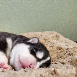 Frost - Seal and white Alaskan Malamute puppy in Monmouth, Oregon from Corvus Canines