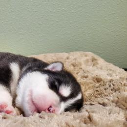 Frost - Seal and white Alaskan Malamute puppy in Monmouth, Oregon from Corvus Canines