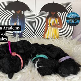 Poodle Puppies from Cascadia Standard Poodles