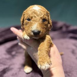 Mufasa - Red  male Goldendoodle puppy in Jacksonville, Florida from Dandelion Doodles
