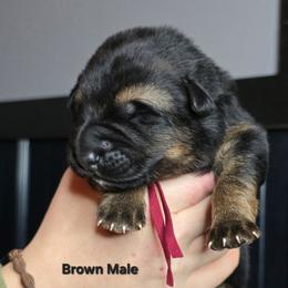 Brown - Black and tan male German Shepherd puppy in Tony, Wisconsin from Muddy Acres German Shepherds