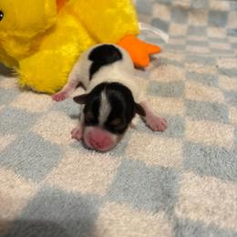 Lola AVAILABLE (1800.00) - Parti female Yorkshire Terrier puppy in Brandenburg, Kentucky from Lil Amazing Paws Yorkshire Terriers