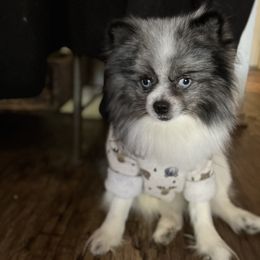 Pomeranian Puppies from Wheresmil0