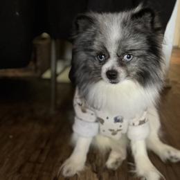 Pomeranian Puppies from Wheresmil0