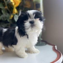 Girl 1 Sweet Cherry - Tricolor female Shih Tzu puppy in Troy, Michigan from "Shihtzu Best Friend"