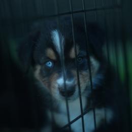 Chippy - Black tri-color male Australian Shepherd puppy in Altmar, New York from E&C Australian Shepherds