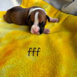 Girl 4 - Fawn female Boxer puppy in Farmington, Pennsylvania from Impression's Boxers
