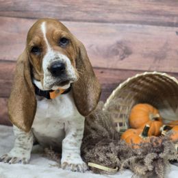 Eagle Rare (Orange) - Mahogany and white male Basset Hound puppy in Lebanon, Ohio from Lady Mae Bassets