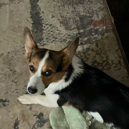 Carolina - Pembroke Welsh Corgi