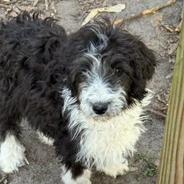 Kayle - Black and white female Aussiedoodle puppy in Four Oaks, North Carolina from RoseWest Farms
