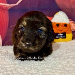 Bailey - Brindle female Dachshund puppy in Lakeland, Florida from Ruthie’s Rich Mini Dachshunds