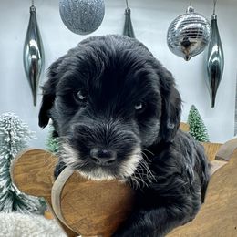 Frankie - Black and white male Sheepadoodle puppy in Thornville, Ohio from Four Front Doodles & Friends