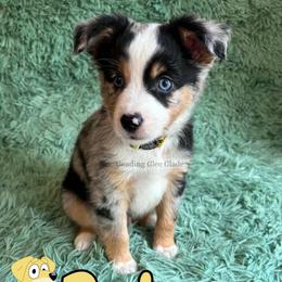 Pat - Blue merle male Miniature American Shepherd puppy in Millington, Tennessee from Goading Glee Glade